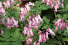 Dicentra eximia - Wild Bleeding Hearts