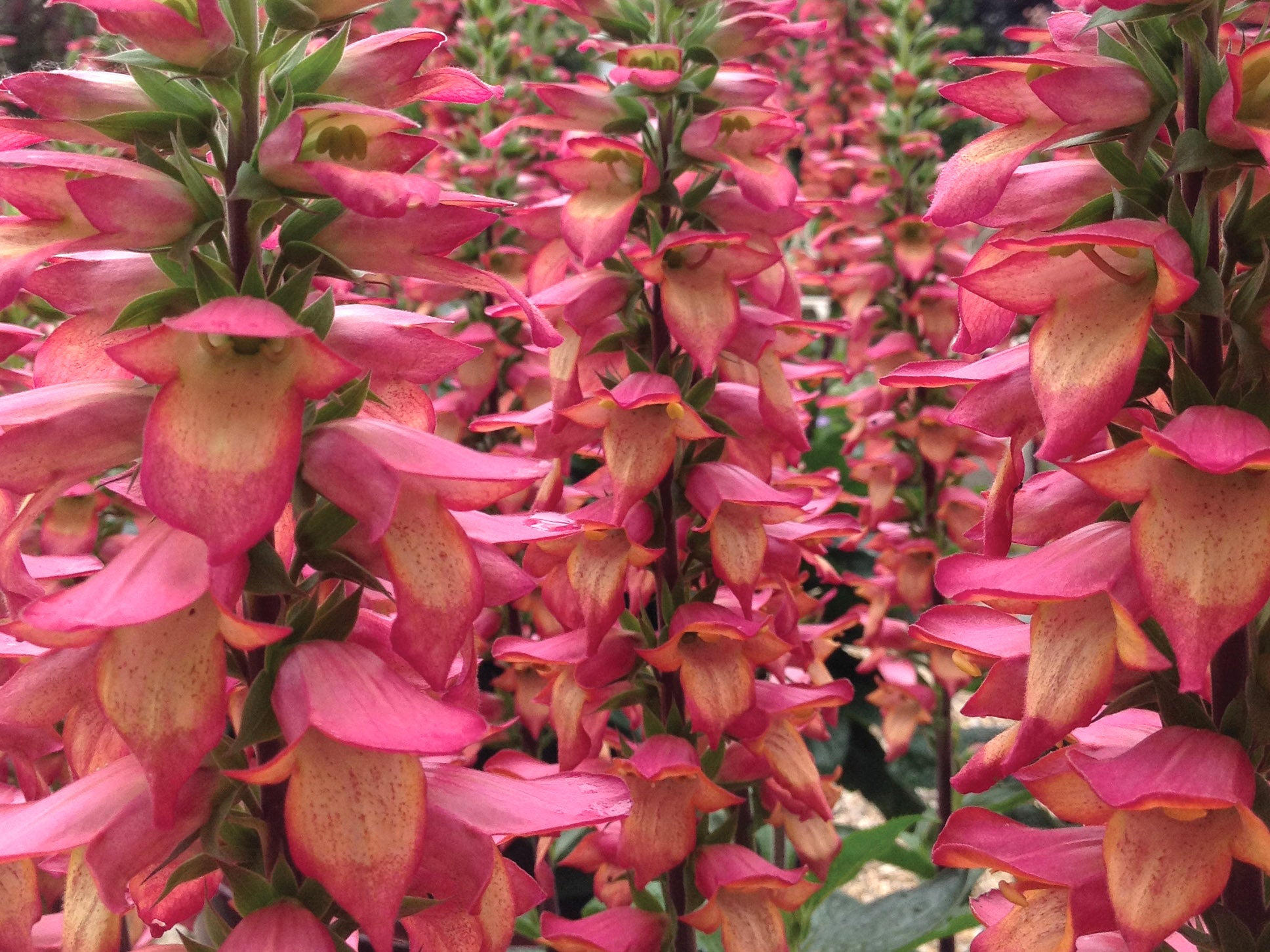 Digitalis x 'Illumination Flame'