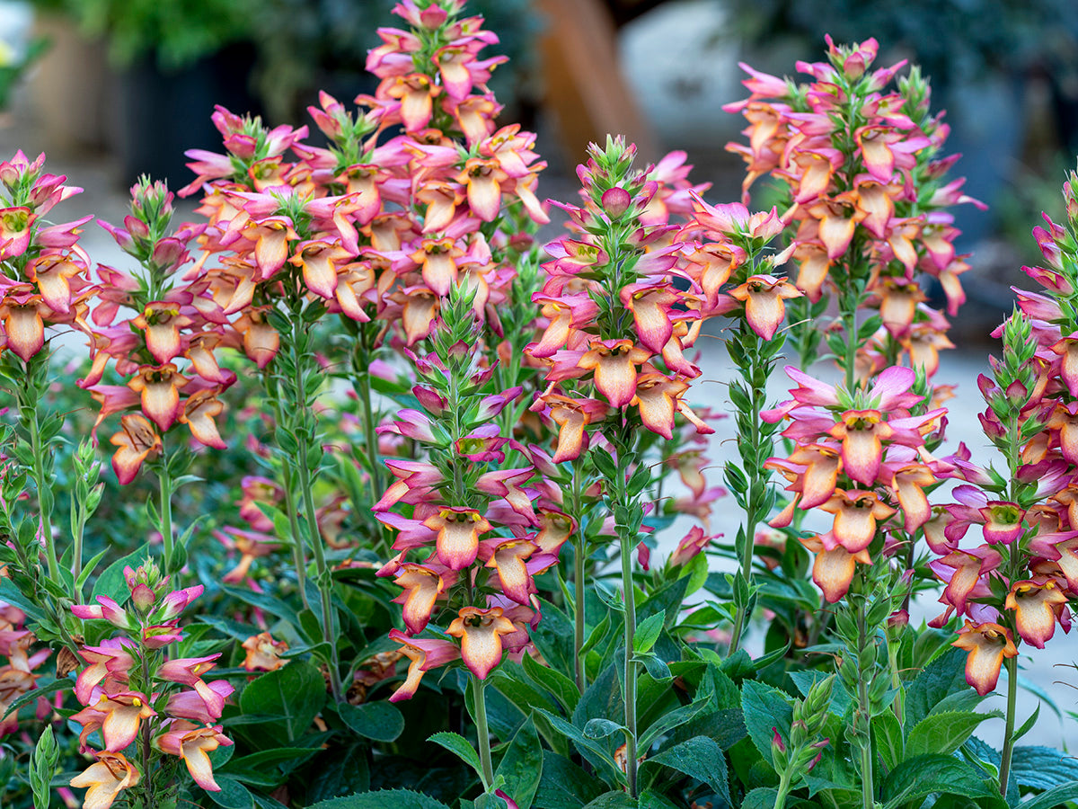 Digitalis x 'Illumination Flame'