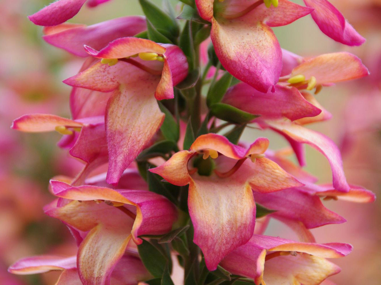 Digitalis x 'Illumination Flame'
