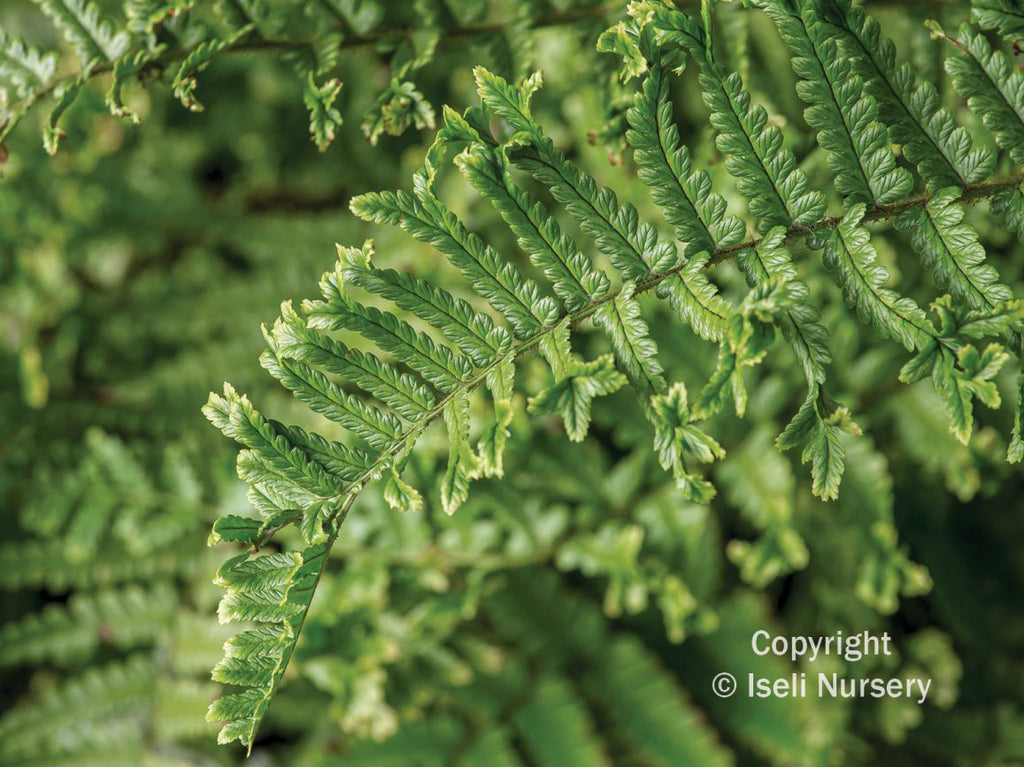 'Cristata the King' Male Fern