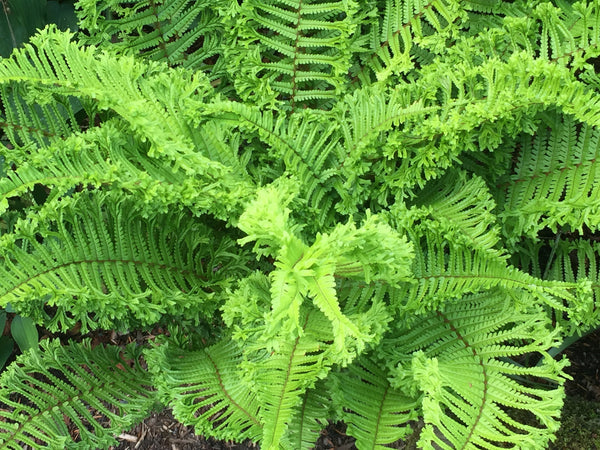 'Cristata the King' Male Fern