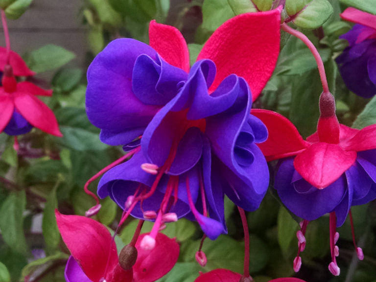 Fuchsia 10" Hanging Baskets