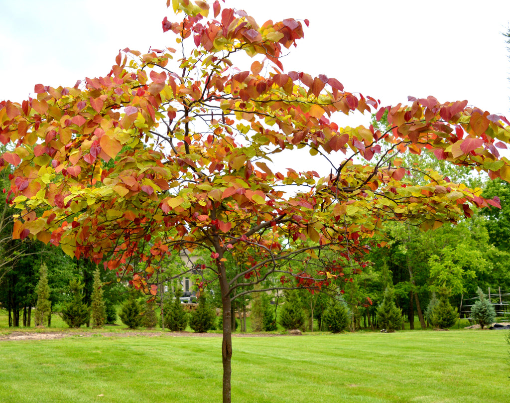 Cercis canadensis - Flame Thower®