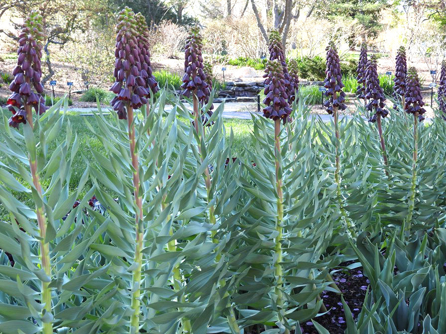 Fritillary persica - Persian Lily