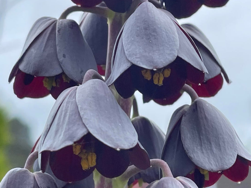 Fritillary persica - Persian Lily