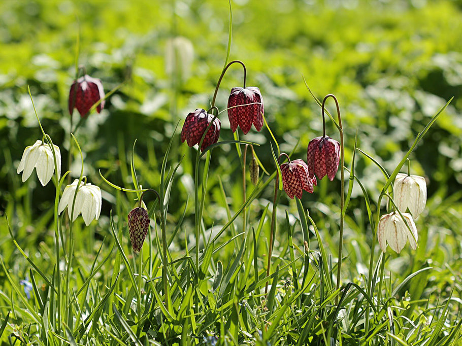 Fritillaria meleagris - Checkered Lily Mixture, Snake Head's Fritillary
