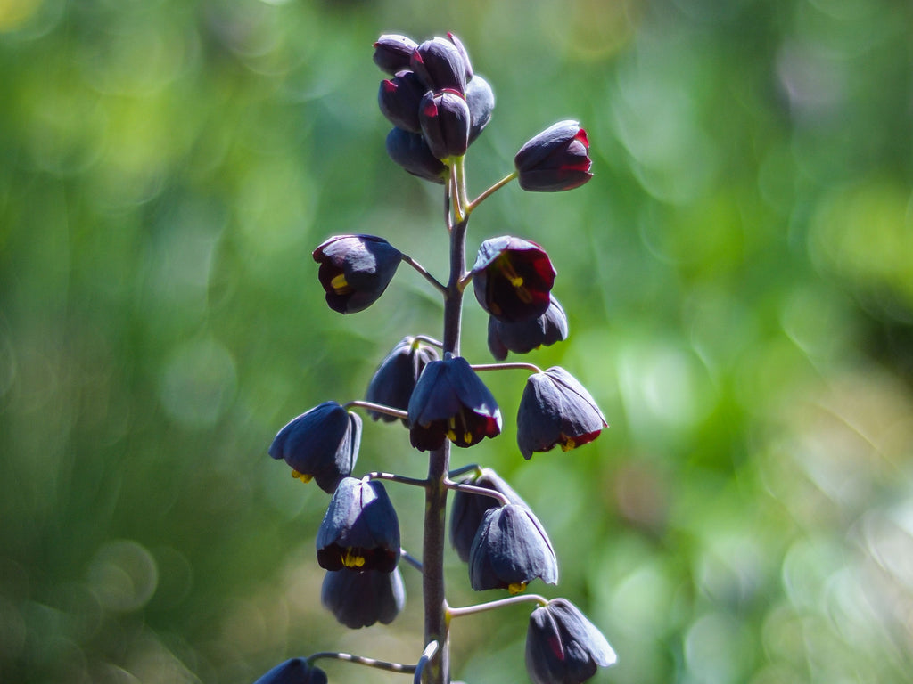 Fritillary persica - Persian Lily