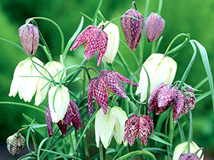 Fritillaria meleagris - Checkered Lily Mixture, Snake Head's Fritillary