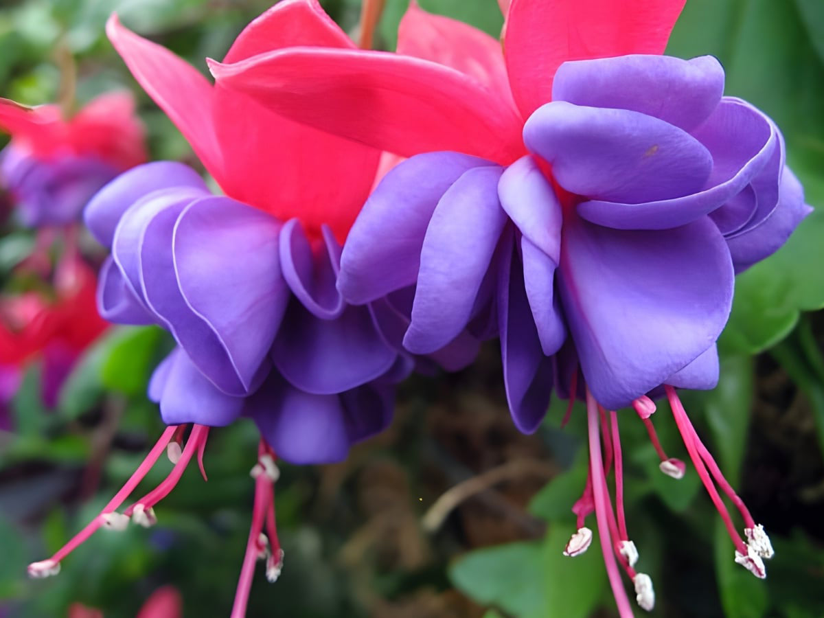 Fuchsia 10" Hanging Baskets