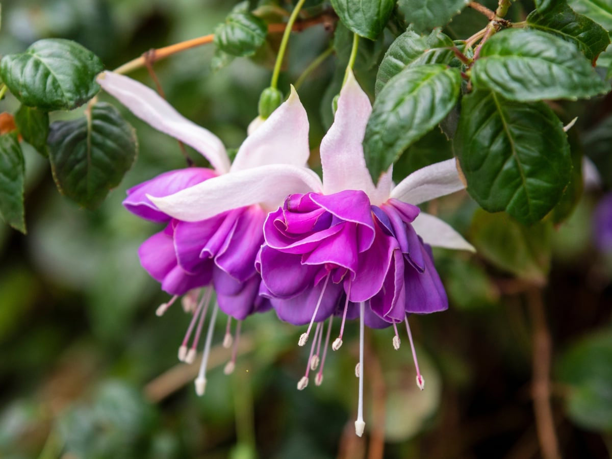 Fuchsia 10" Hanging Baskets