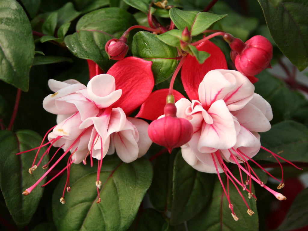 Fuchsia 10" Hanging Baskets