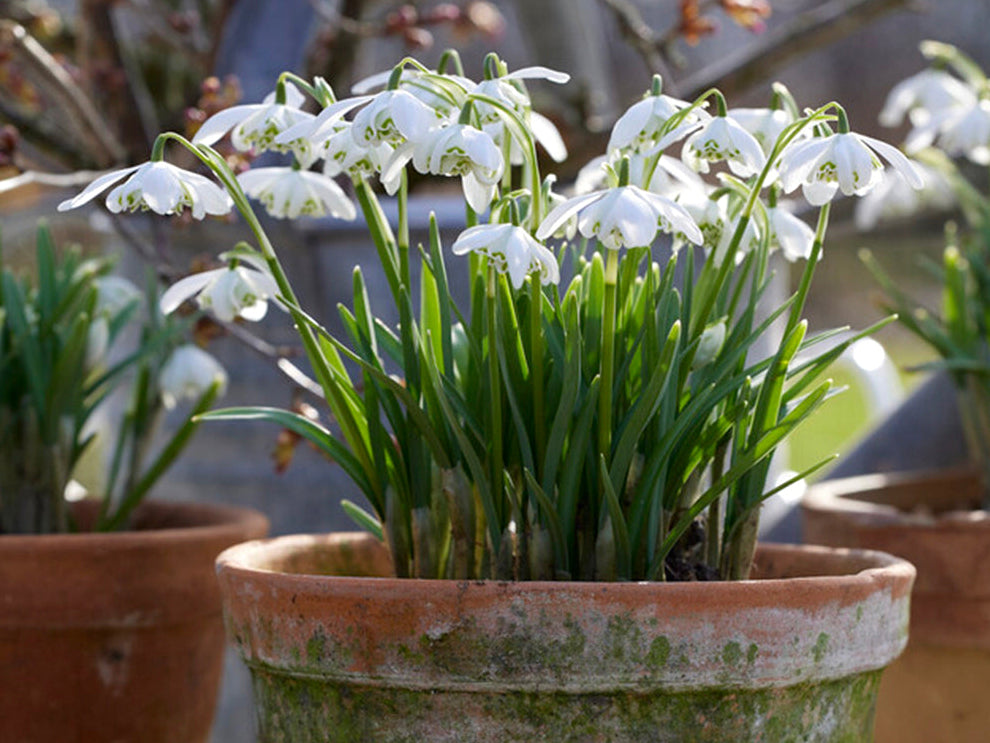 Galanthus nivalis Flore Pleno