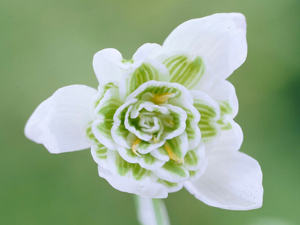 Galanthus nivalis Flore Pleno
