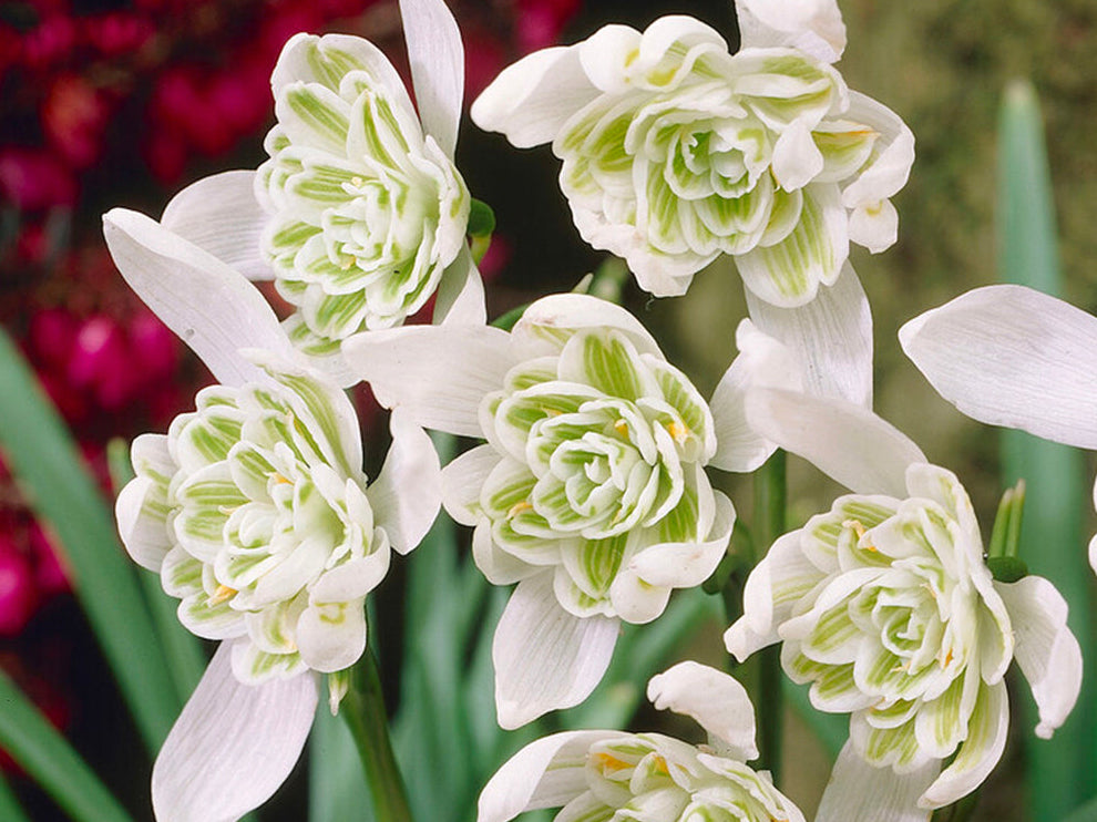 Galanthus nivalis Flore Pleno