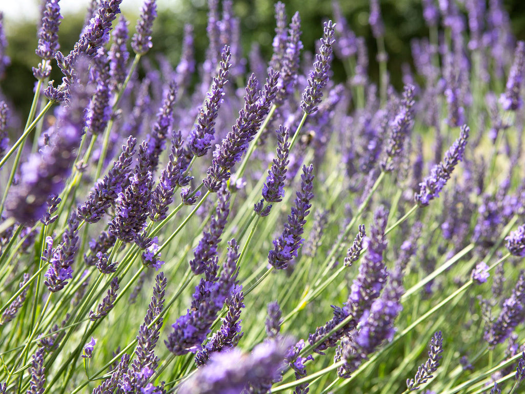 Lavender 'Grosso'