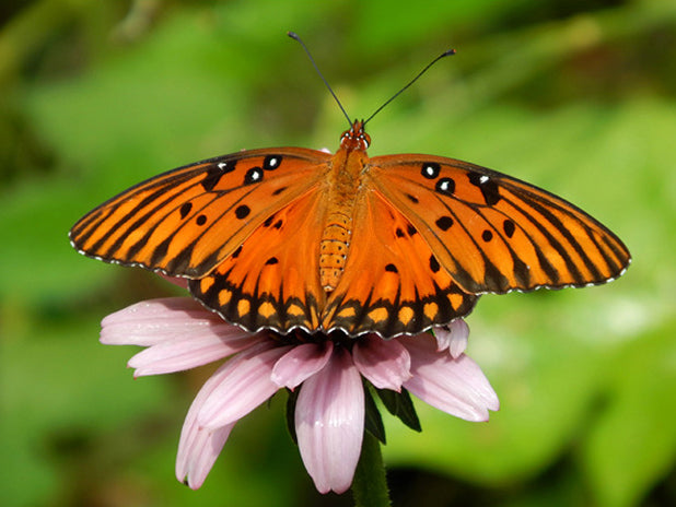 Passiflora incarnata - Native Passionflower