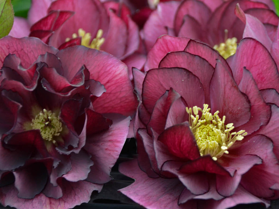 Helleborus - Wedding Party® 'True Love'