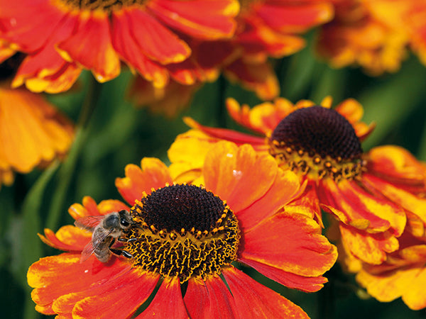 Helenium 'Mardi Gras'