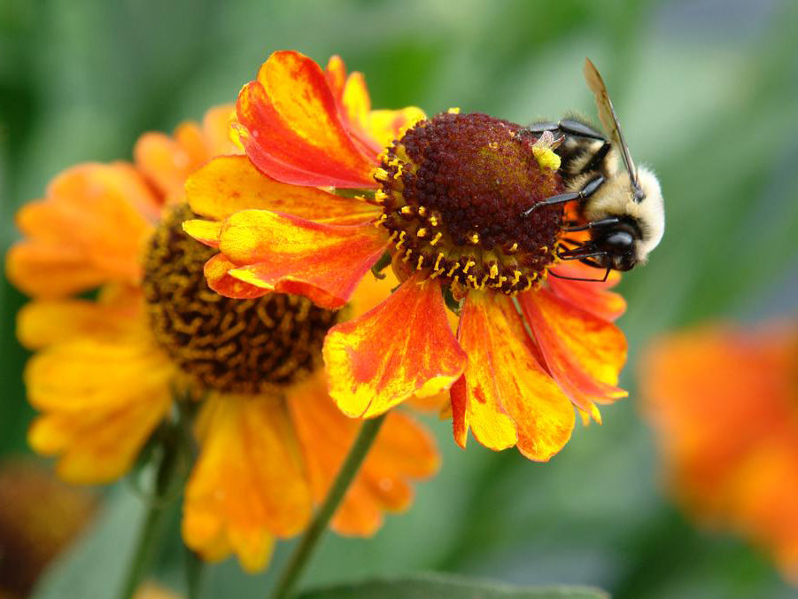 Helenium 'Mardi Gras'