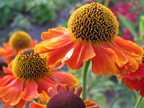 Helenium 'Mardi Gras'