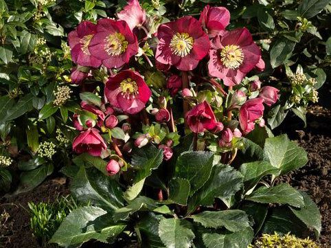 Helleborus - Ice N' Roses® 'Bennotta'