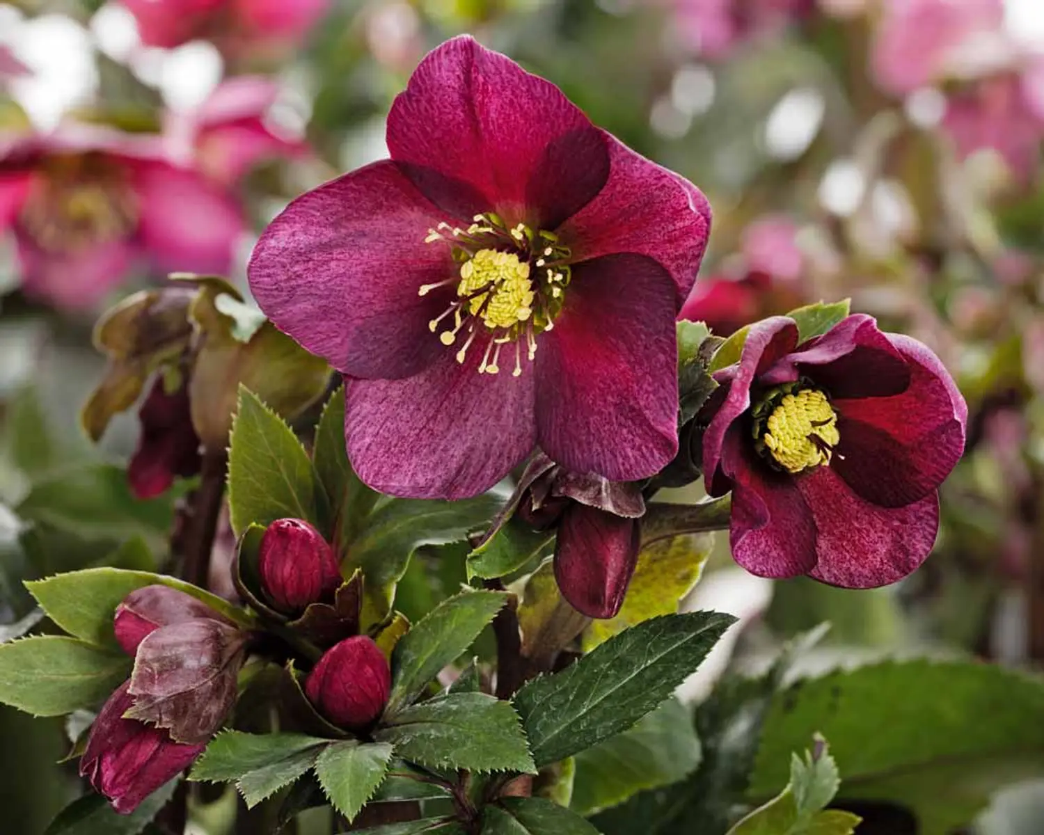 Helleborus - Ice N' Roses® 'Red Romance'