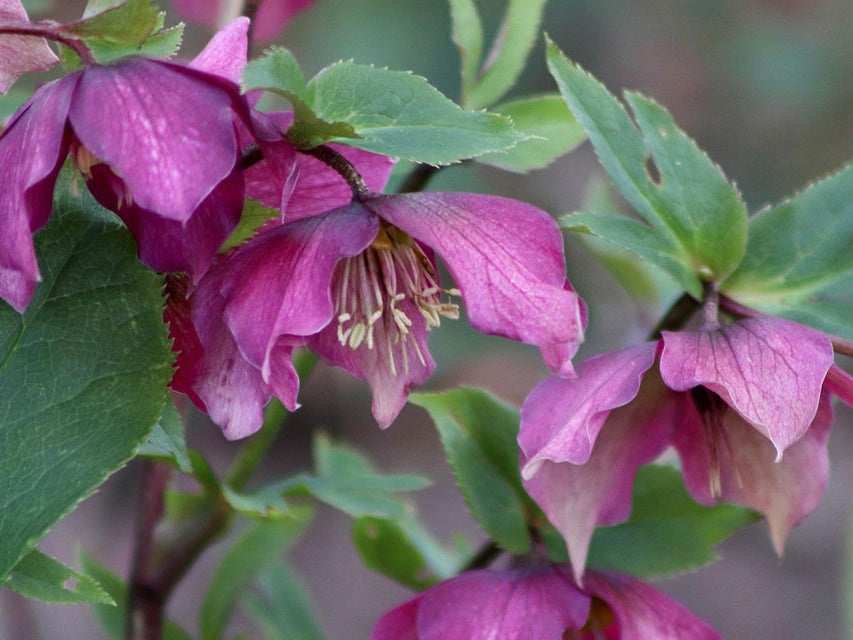 Helleborus - Wedding Party® 'Maid of Honor'