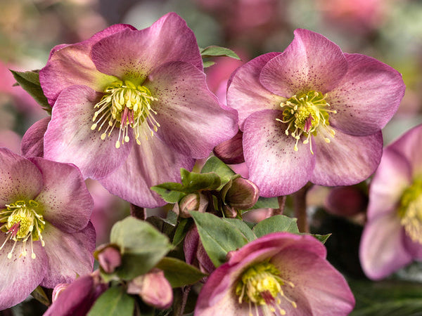 Helleborus - Ice N' Roses® 'Pink Promise'