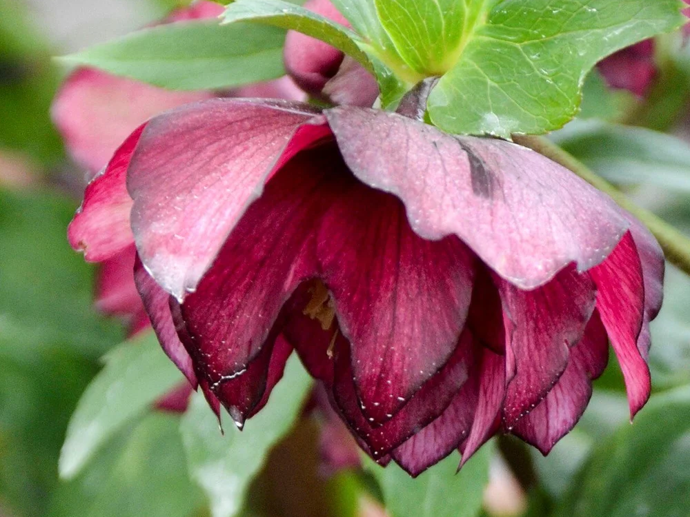 Helleborus - Wedding Party® 'True Love'