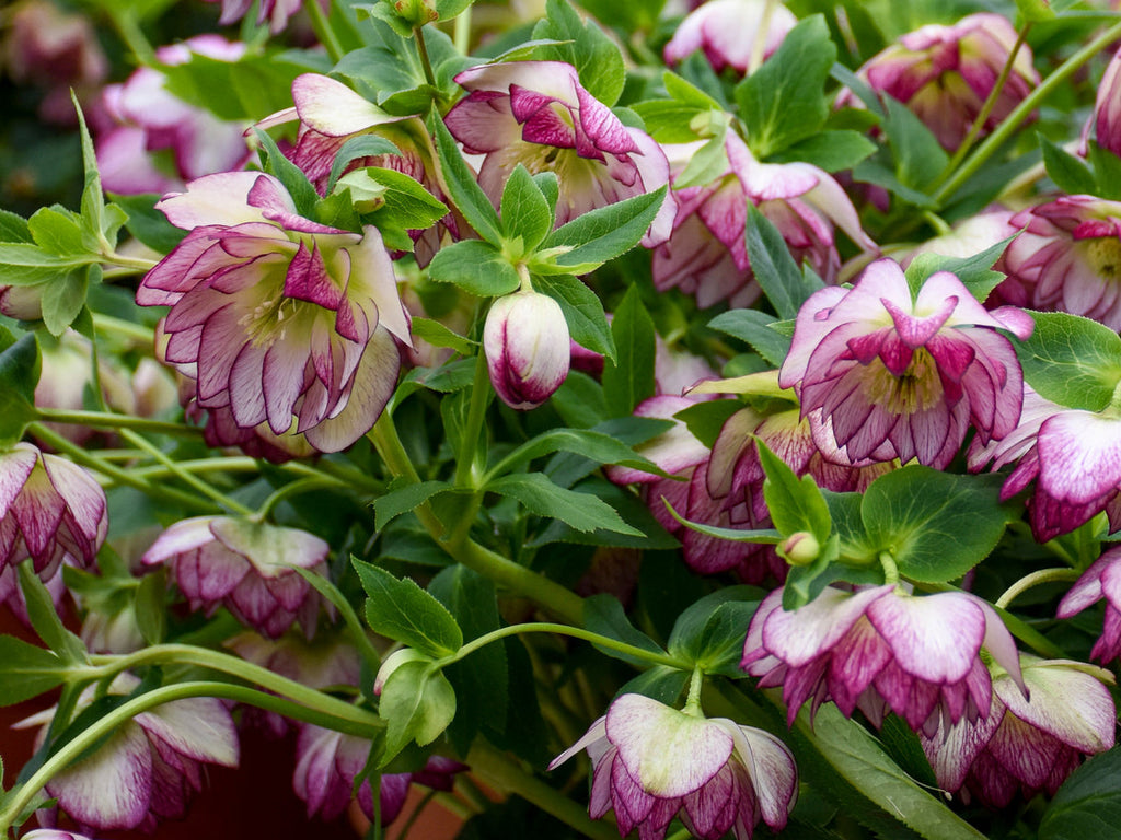 Helleborus - Wedding Party® 'Blushing Bridesmaid'