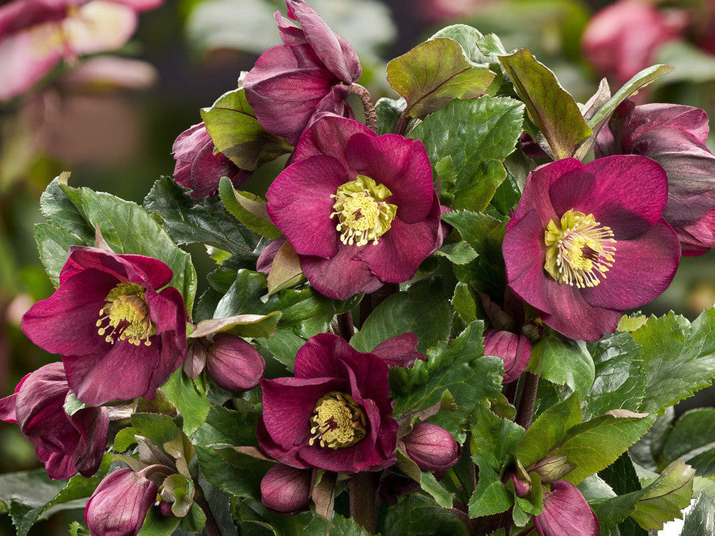 Helleborus - Ice N' Roses® 'Bennotta'