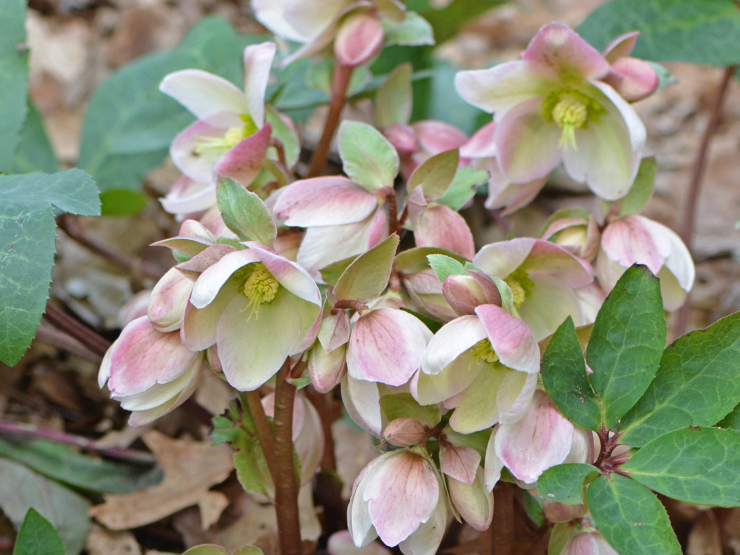 Helleborus - Ivory Prince