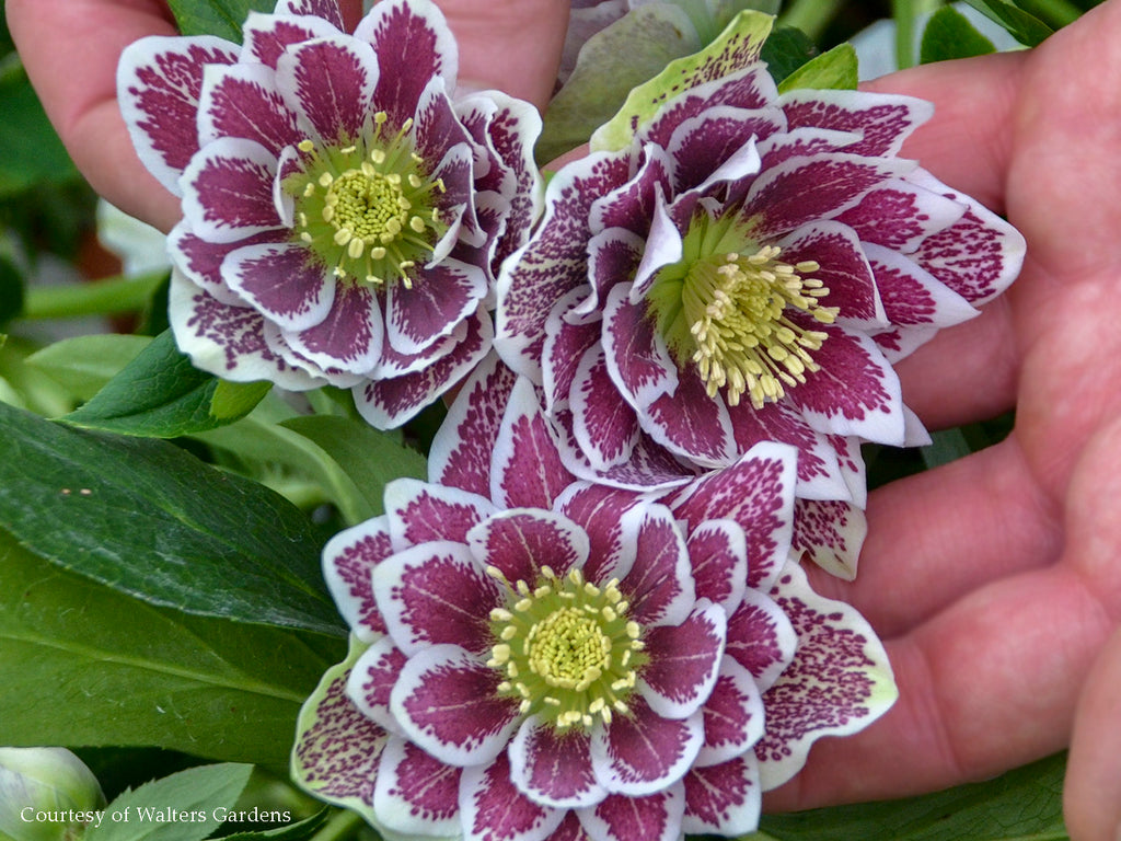 Helleborus - Wedding Party® 'Shotgun Wedding'