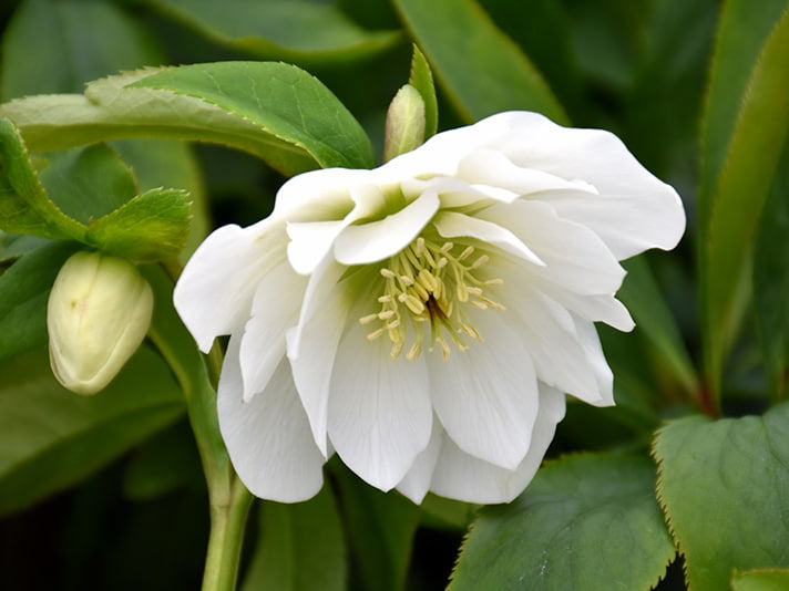 Helleborus - Wedding Party® 'Wedding Bells'
