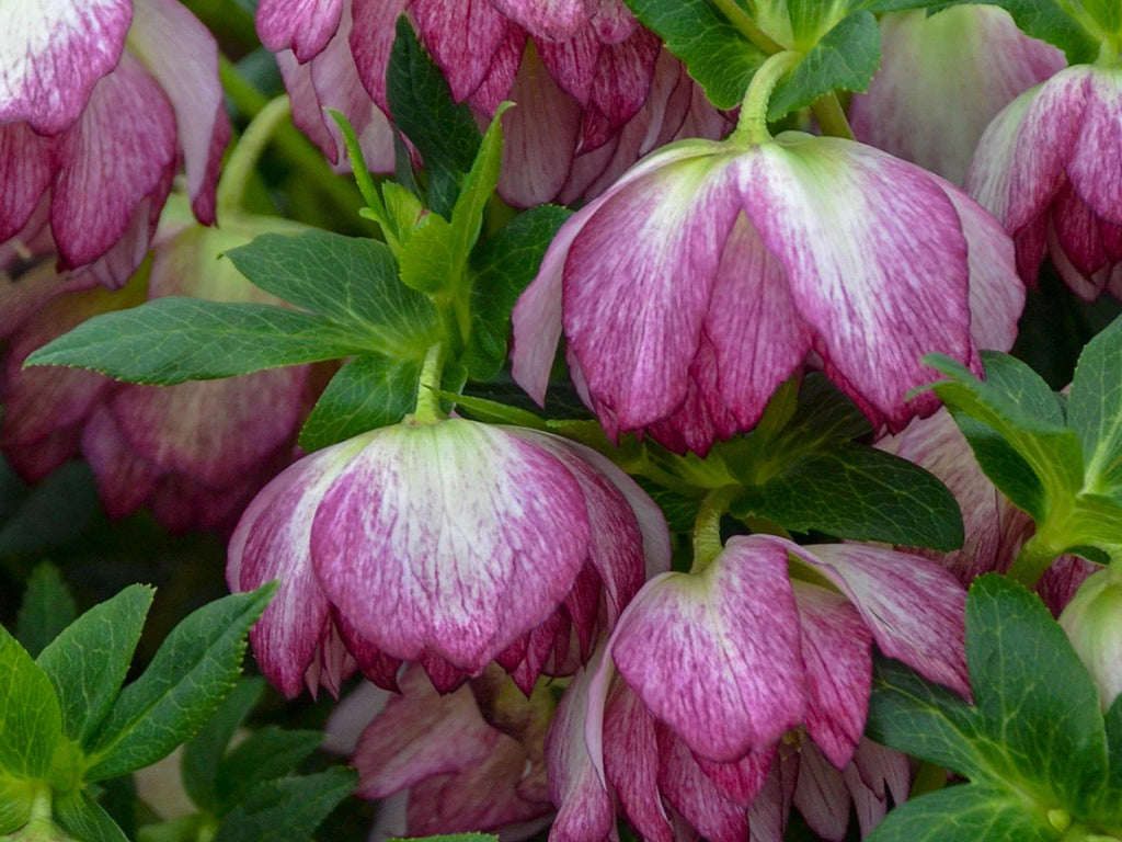 Helleborus - Wedding Party® 'Blushing Bridesmaid'