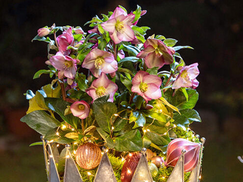 Helleborus - Ice N' Roses® 'Pink Promise'