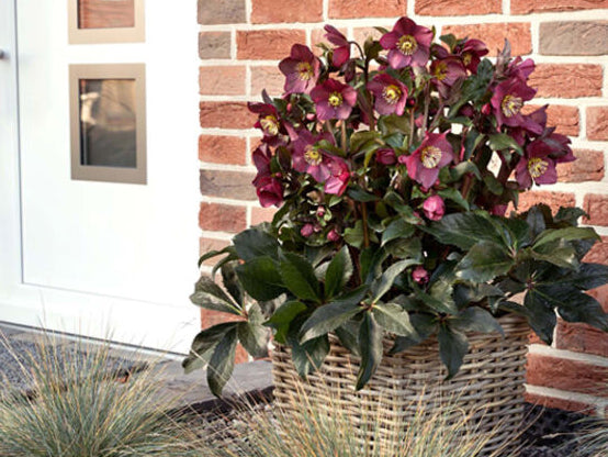 Helleborus - Ice N' Roses® 'Red'