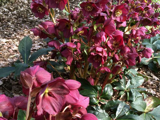 Helleborus - Ice N' Roses® 'Red'