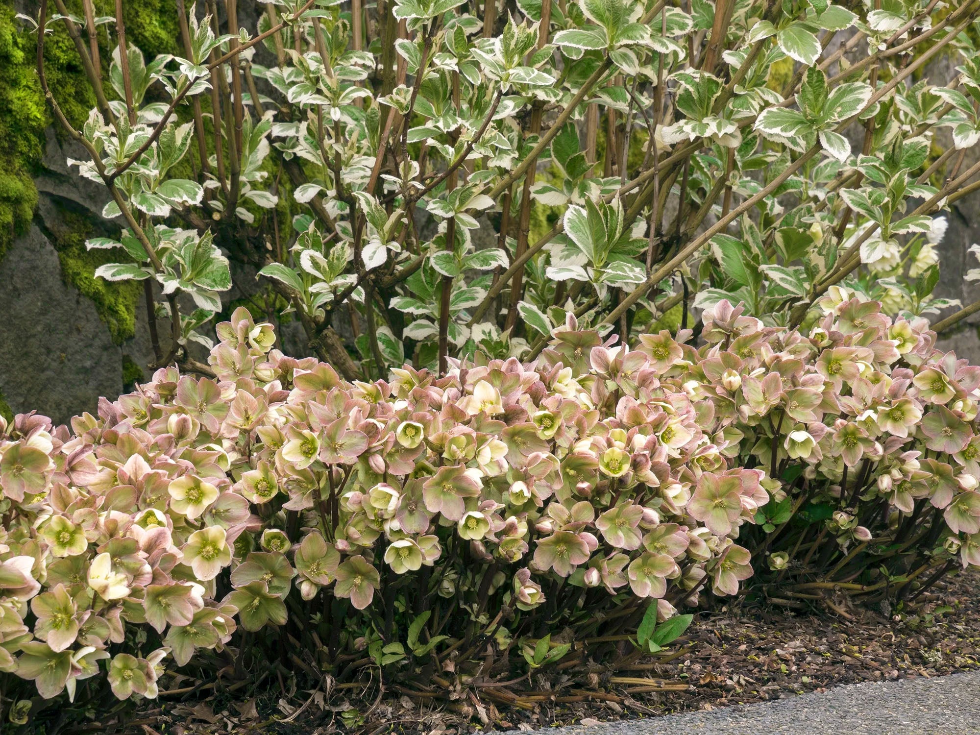 Helleborus - Ivory Prince