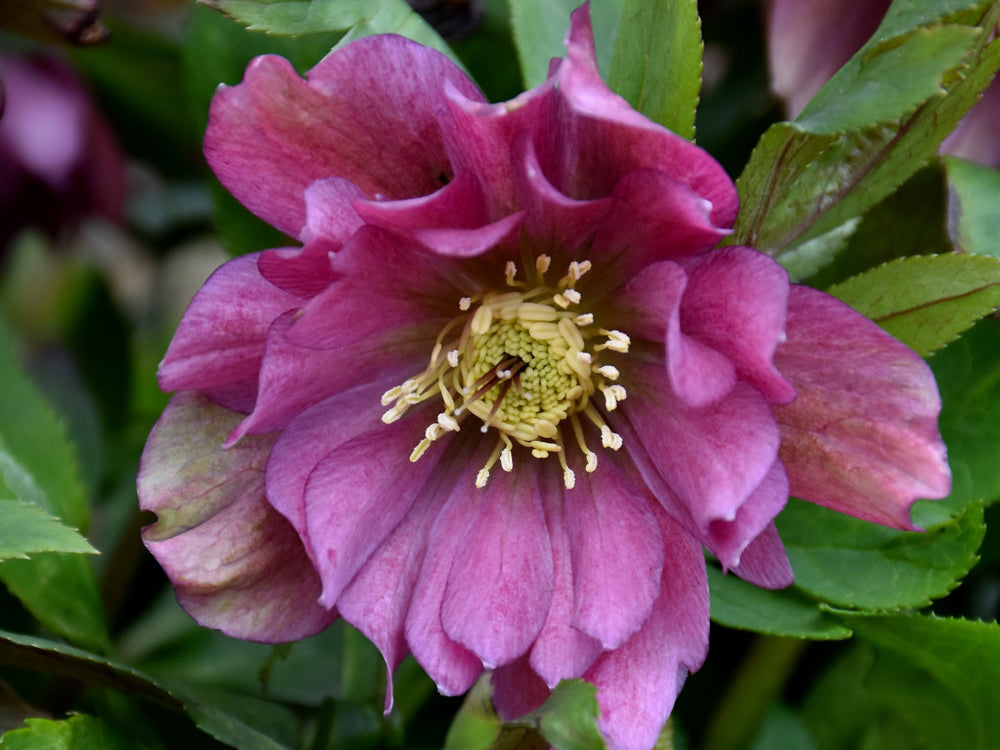 Helleborus - Wedding Party® 'Maid of Honor'