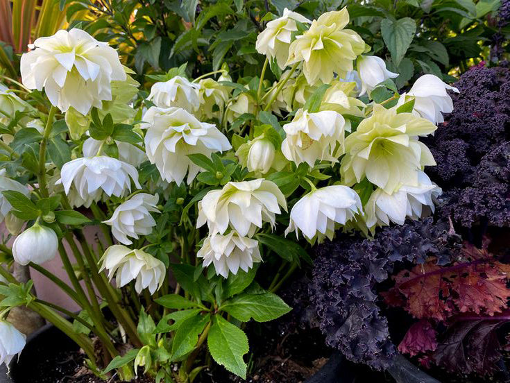 Helleborus - Wedding Party® 'Wedding Bells'