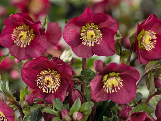 Helleborus - Ice N' Roses® 'Bennotta'