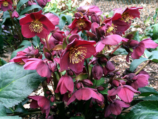 Helleborus - Ice N' Roses® 'Red'