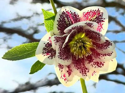 Helleborus - Wedding Party® 'Shotgun Wedding'