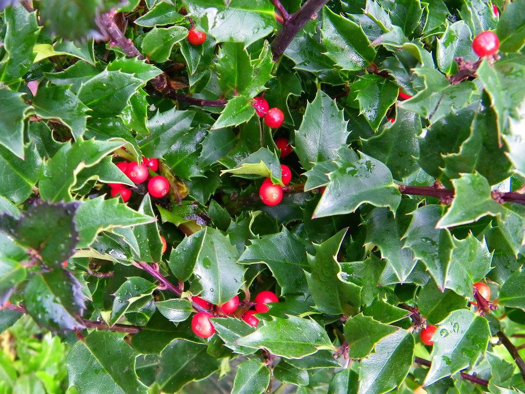 Blue Princess™ Holly (ILEX X MES. BLUE PRINCESS) - 3 gallon 15"