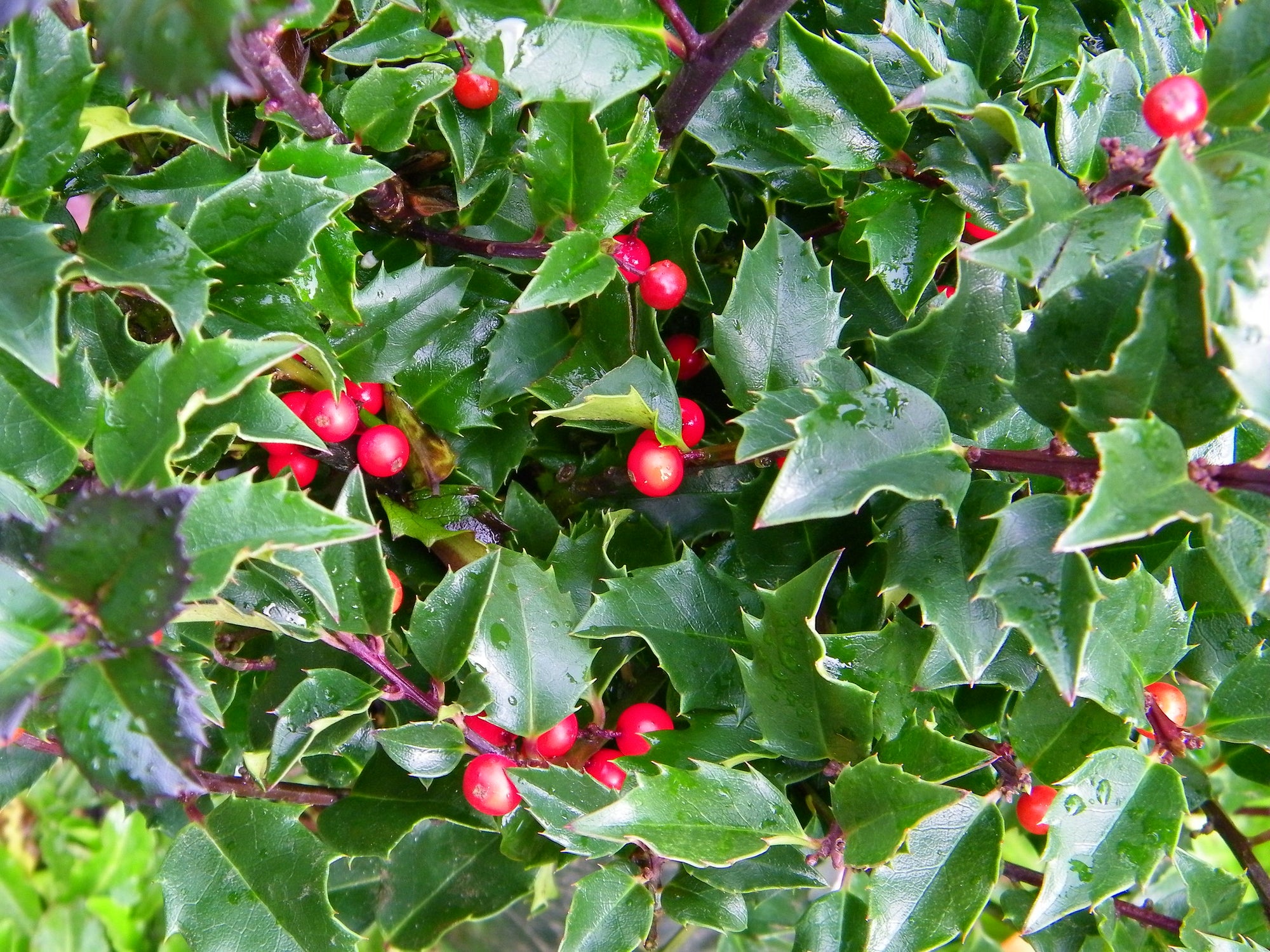 Blue Princess™ Holly (ILEX X MES. BLUE PRINCESS) - 3 gallon 15"