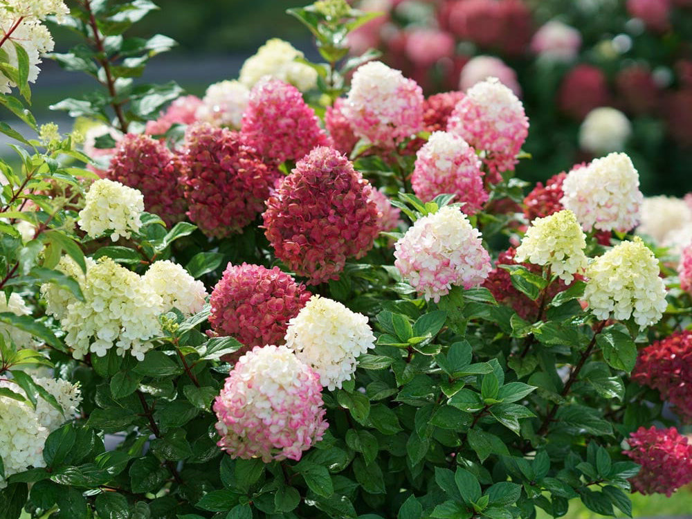 Panicle Hydrangea 'Little Lime Punch'
