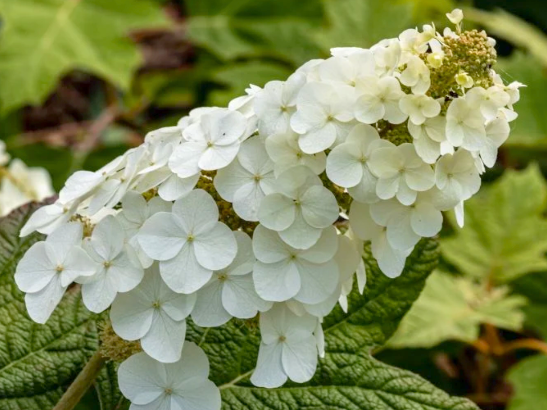 Hydrangea quercifolia - Snow Queen