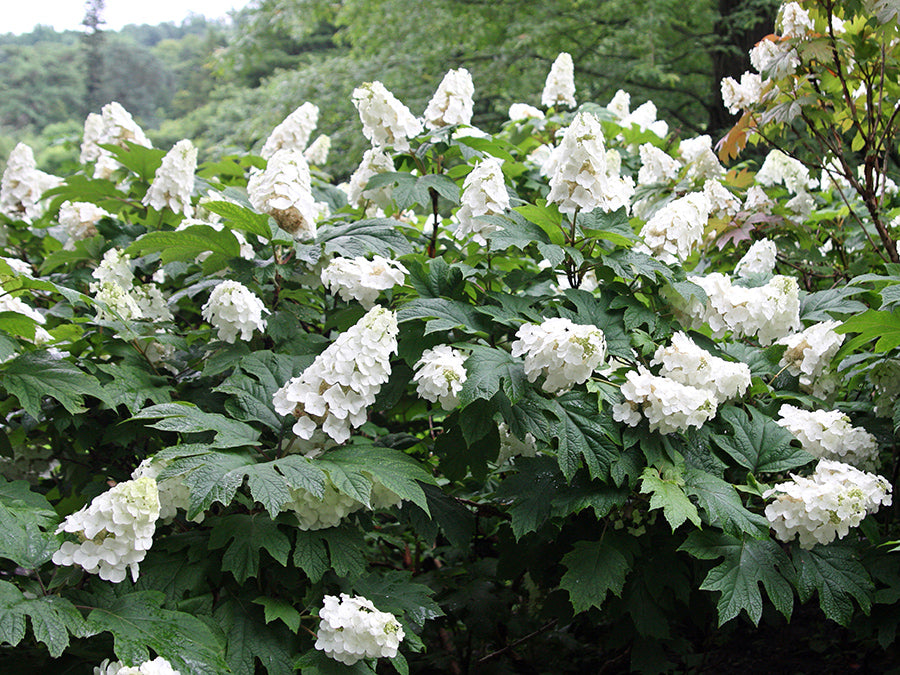 Hydrangea quercifolia - Snow Queen